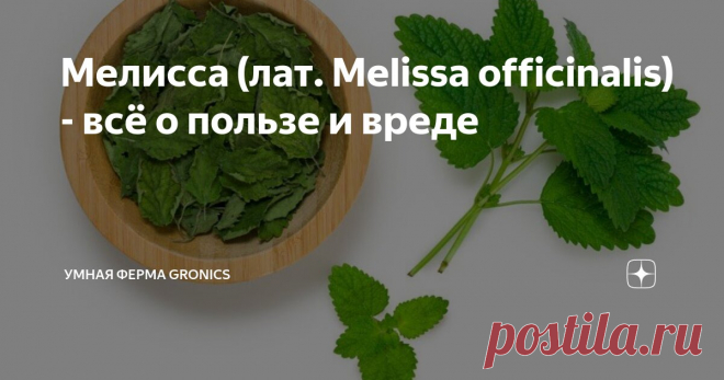 Мелисса (лат. Melissa officinalis) - всё о пользе и вреде Статья автора «Умная ферма Gronics» в Дзене ✍: Какое растение вы сразу представляете, когда заходит речь об аромате лимона? Можем предположить, что про мелиссу вспомните.