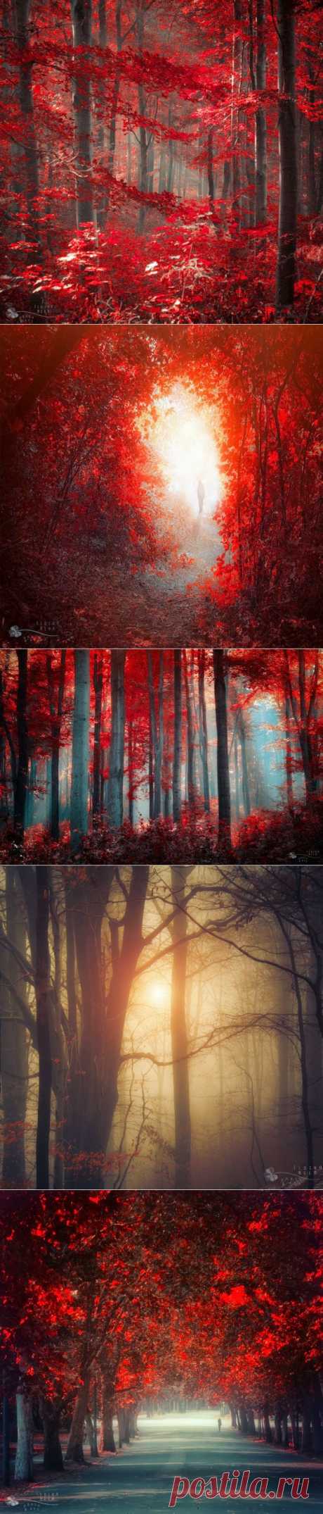 Сказочная страна. Ildiko Neer (фотографии)