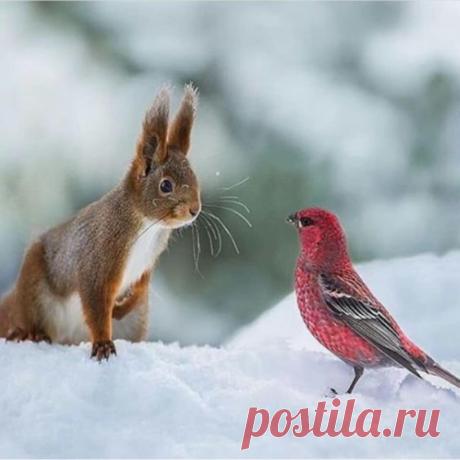 (13) Pinterest