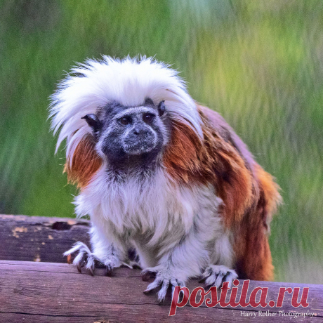 A Cotton-top Tamarin Disney Animal Kingdom