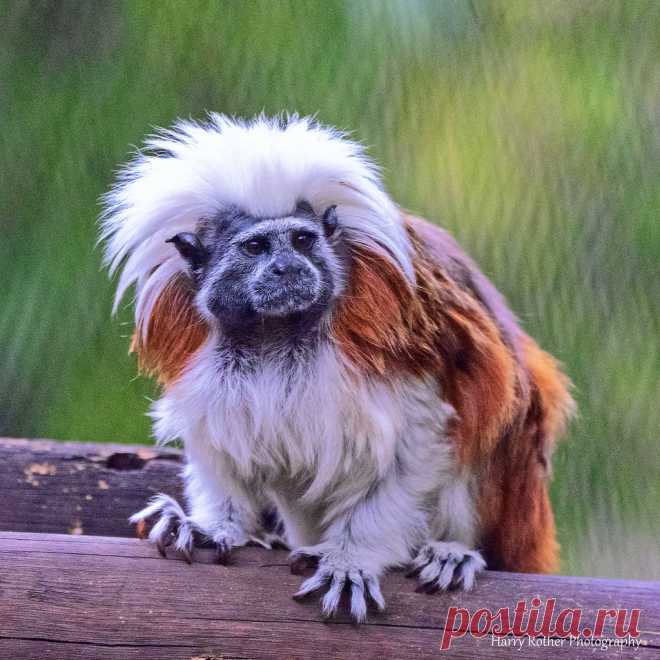 A Cotton-top Tamarin Disney Animal Kingdom