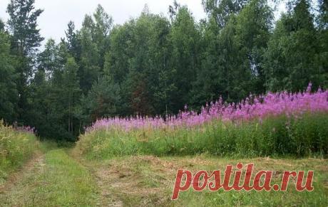 Заготовка Иван-чая. Личный опыт из поселения.

Где-то прочитал информацию, что в 19 веке Копорский чай или Иван-чай поставлялся русскими купцами на экспорт в Европу в огромных количествах и очень высоко в Европе ценился. Да и наши пра-прадедушки и прабабушки сидя за столом с самоваром, наверняка пили не черный индийский, а этот замечательный, исконно русский чай. Захотелось возродить традицию приготовления Копорского чая, и вот, решив попробовать приготовить чай своими рук...