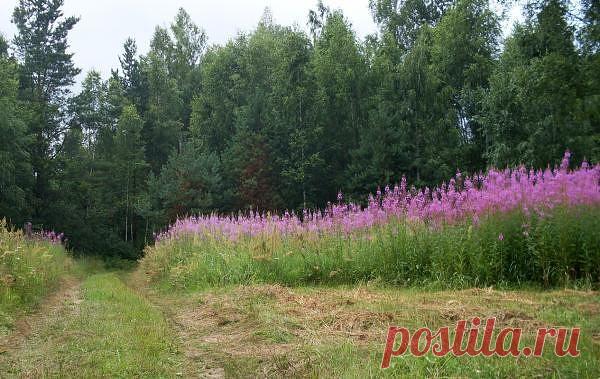 Заготовка Иван-чая. Личный опыт из поселения.

Где-то прочитал информацию, что в 19 веке Копорский чай или Иван-чай поставлялся русскими купцами на экспорт в Европу в огромных количествах и очень высоко в Европе ценился. Да и наши пра-прадедушки и прабабушки сидя за столом с самоваром, наверняка пили не черный индийский, а этот замечательный, исконно русский чай. Захотелось возродить традицию приготовления Копорского чая, и вот, решив попробовать приготовить чай своими рук...