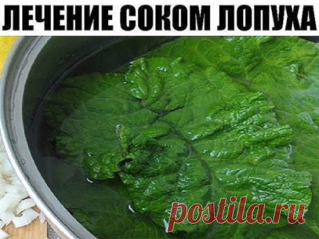 Лечение соком лопуха — старое проверенное средство
В народной медицине соком из свежих листьев лопуха успешно лечат разнообразные кисты. Лопух справляется с кистами на почках, кистами матки и яичников у женщин. Лечение соком лопуха длительное и требует дисциплины, зато, раз пролечившись этим средством, от кисты, как правило, удаётся избавиться навсегда и не прибегая к хирургическому вмешательству.
Лопух — старое проверенное средство. Перед его силой сдаются даже миомы, фибромы и другие новообр