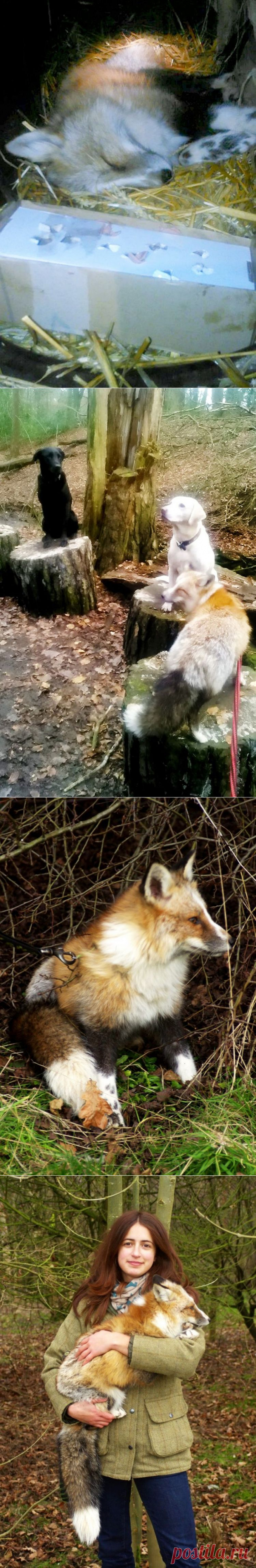 Знакомьтесь с лисой, которая думает, что она собака • НОВОСТИ В ФОТОГРАФИЯХ
