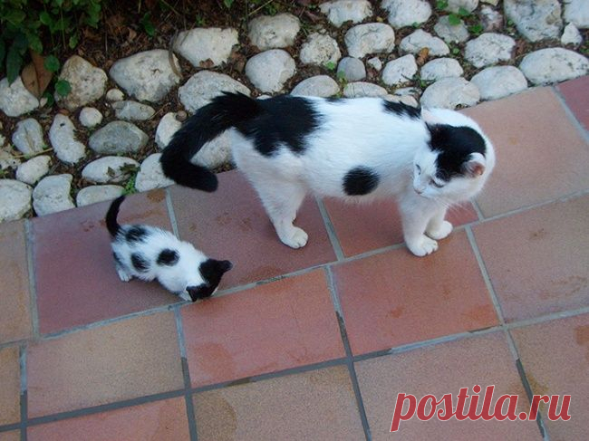 15 котов и их очаровательные мини-копии