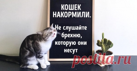 25 животных, которые никогда не скупятся на эмоции