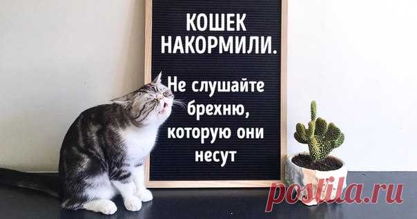 25 животных, которые никогда не скупятся на эмоции