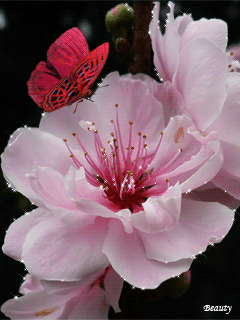 79bf90f2791d104b6c53d706f75e4ce8.gif (240×320)
