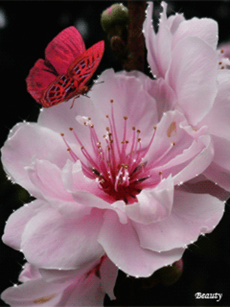 79bf90f2791d104b6c53d706f75e4ce8.gif (240×320)