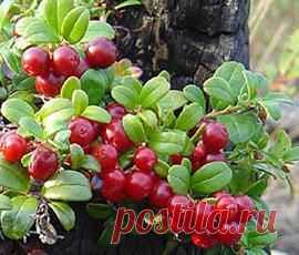 Брусника, полезные свойства, листья брусники, лечение.