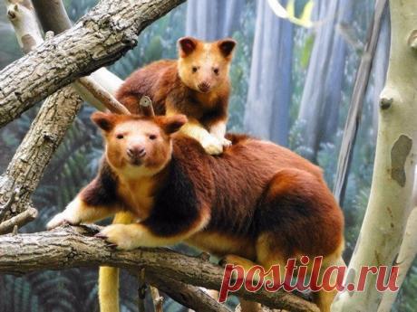 Интересные новости ДРЕВЕСНЫЙ КЕНГУРУ ВАЛЛАБИ