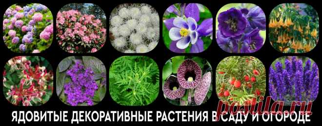Ядовитые декоративные растения в саду и огороде. Справочник Внимательный читатель уже успел поискать цикуту на близлежащих водоемах и прикинуть опасность, которой подвергался, покупая с рук весной черемшу. Теперь пришло время заглянуть в собственный огород...