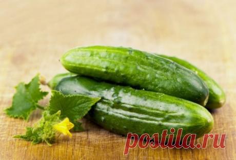 Блог сайта «Дачный участок»