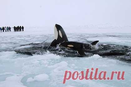 Стало известно о возможном освобождении российских косаток из ледяного плена. Российские косатки, попавшие в ледяной плен у берегов Японии, предположительно смогли выбраться. Как заявил представитель муниципалитета японского города Раусу, к настоящему времени дрейфующие льды серьезно ослабли и расступились, что, вероятнее всего, дало косаткам возможность благополучно выбраться.