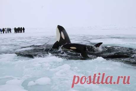 Стало известно о возможном освобождении российских косаток из ледяного плена. Российские косатки, попавшие в ледяной плен у берегов Японии, предположительно смогли выбраться. Как заявил представитель муниципалитета японского города Раусу, к настоящему времени дрейфующие льды серьезно ослабли и расступились, что, вероятнее всего, дало косаткам возможность благополучно выбраться.