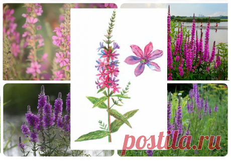 ДЕРБЕННИК ИВОЛИСТНЫЙ
Lythrum salicaria L.
Плакун верболистий (укр.)
Семейство Дербенниковые — Lythraceae