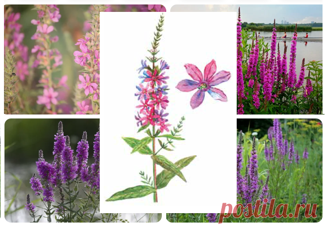 ДЕРБЕННИК ИВОЛИСТНЫЙ
Lythrum salicaria L.
Плакун верболистий (укр.)
Семейство Дербенниковые — Lythraceae