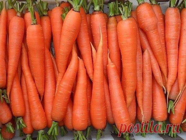 Чтобы свекла и морковь были сладкими - Садоводка