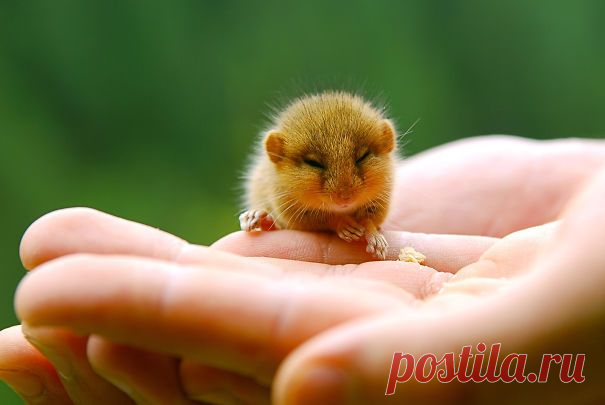Очаровательные детёныши животных, которые легко помещаются в руках