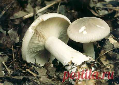 Clitocybe nebularis, Говорушка дымчатая