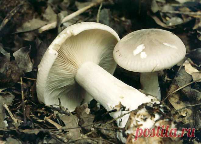 Clitocybe nebularis, Говорушка дымчатая
