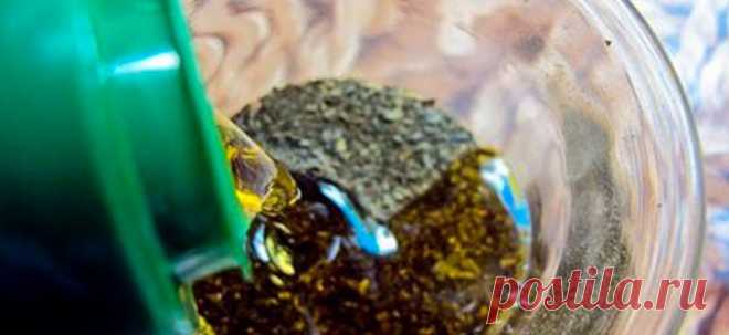 Смешайте зеленый чай с оливковым маслом и уже через 20 минут удивитесь результату! - Образованная Сова