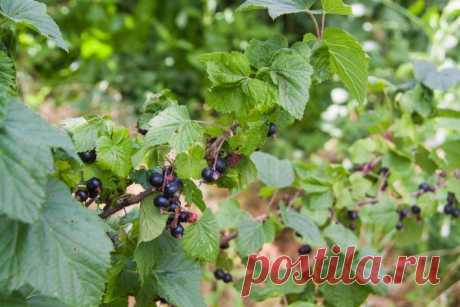 Как избавиться от тли за 1 день: народный метод, который работает. Этот метод не только уничтожает тлю, но и укрепляет растения. Зола содержит калий и микроэлементы, которые служат дополнительной подкормкой.