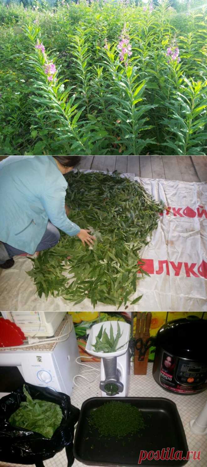 Иван-чай. Приготовление в домашних условиях.