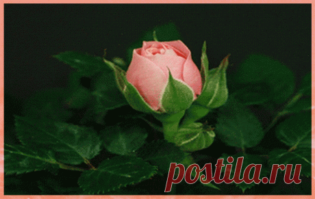 Музыкальная открытка &quot;Букет цветов&quot; | В гостях у тамады!