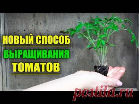 НОВЫЙ БУКЕТНЫЙ СПОСОБ ВЫРАЩИВАНИЯ ТОМАТОВ!