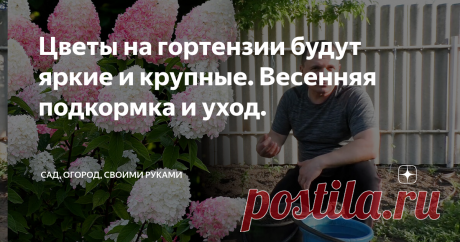 Цветы на гортензии будут яркие и крупные. Весенняя подкормка и уход.
