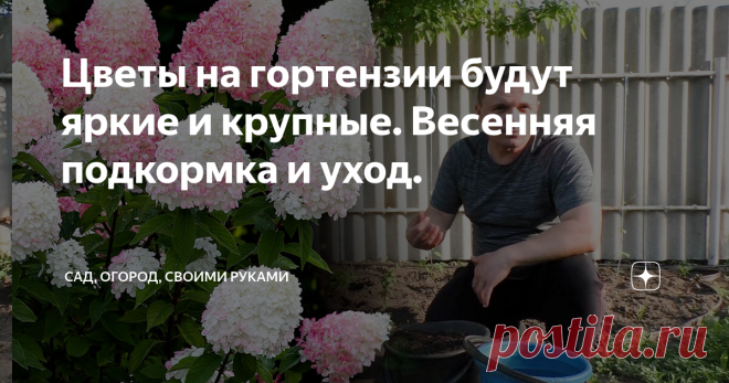 Цветы на гортензии будут яркие и крупные. Весенняя подкормка и уход.