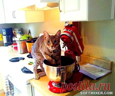 Коты, кошки, собачки / Болталка / Юмор