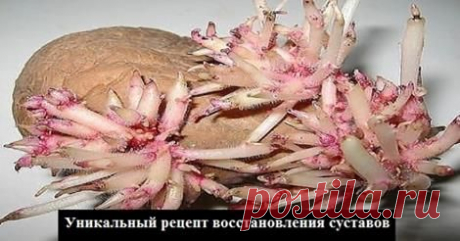 Уникальный рецепт восстановления суставов. | Новость | Всеукраинская ассоциация пенсионеров