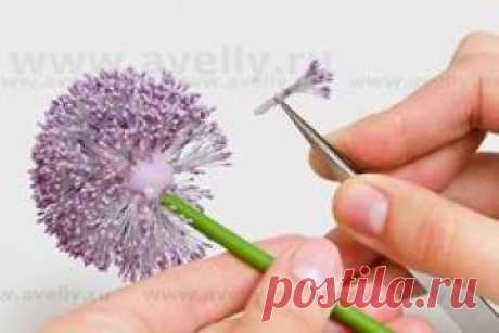 Master Class "Allium"