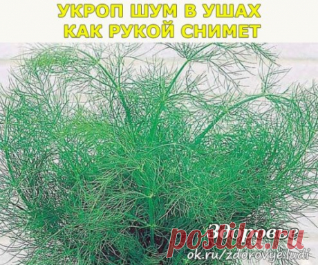 УКРОП ШУМ В УШАХ КАК РУКОЙ СНИМЕТ
(ШУМ В УШАХ. ЛЕЧЕНИЕ ОТ ШУМА В УШАХ)
Запаситесь укропом. Заготовьте полностью: стебли, розетки и семена. Размельчите сухое растение, целую горсть заварите кипятком и оставьте в термосе на 30 минут (на горсть укропа 0,5 литра кипятка). Пить по 0,5 ст. 3 раза в день за 15 минут до еды. В течение 1 — 2 месяцев шум в ушах как рукой снимет
★★★★★★★★★★★★★★★★★★★★★★★★★★★★★★★★★★★★★★★★★★★
 ПРИСОЕДИНЯЙТЕСЬ в нашу группу, у нас много домашних "хитросте...