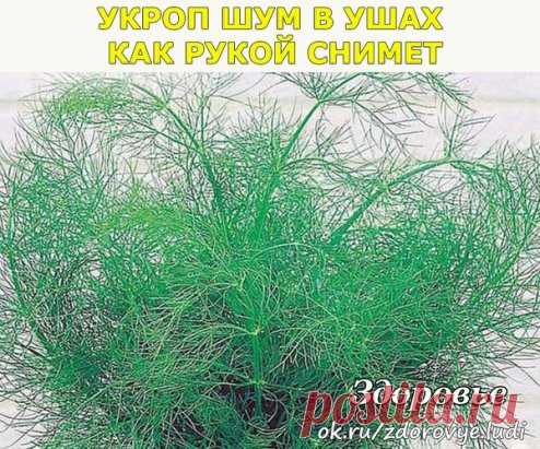 УКРОП ШУМ В УШАХ КАК РУКОЙ СНИМЕТ
(ШУМ В УШАХ. ЛЕЧЕНИЕ ОТ ШУМА В УШАХ)
Запаситесь укропом. Заготовьте полностью: стебли, розетки и семена. Размельчите сухое растение, целую горсть заварите кипятком и оставьте в термосе на 30 минут (на горсть укропа 0,5 литра кипятка). Пить по 0,5 ст. 3 раза в день за 15 минут до еды. В течение 1 — 2 месяцев шум в ушах как рукой снимет
★★★★★★★★★★★★★★★★★★★★★★★★★★★★★★★★★★★★★★★★★★★
 ПРИСОЕДИНЯЙТЕСЬ в нашу группу, у нас много домашних 