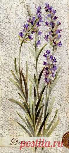 Lavender Art Print