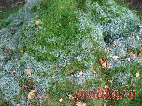 Как я готовлю крупнолистные гортензии к зиме. Олин опыт