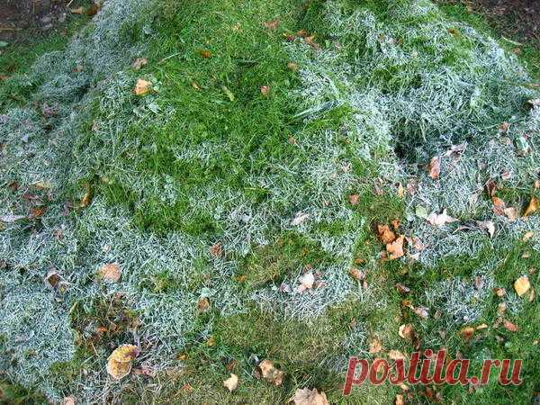 Как я готовлю крупнолистные гортензии к зиме. Олин опыт