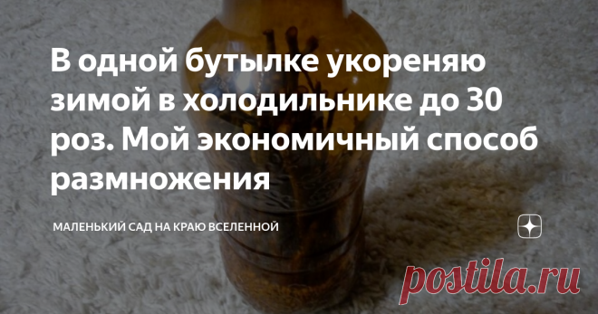 В одной бутылке укореняю зимой в холодильнике до 30 роз. Мой экономичный способ размножения Как черенковать розы в холодильнике. Мой опыт.