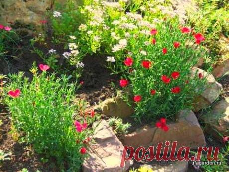 Гвоздика травянка | Дачная жизнь - сад, огород, дача