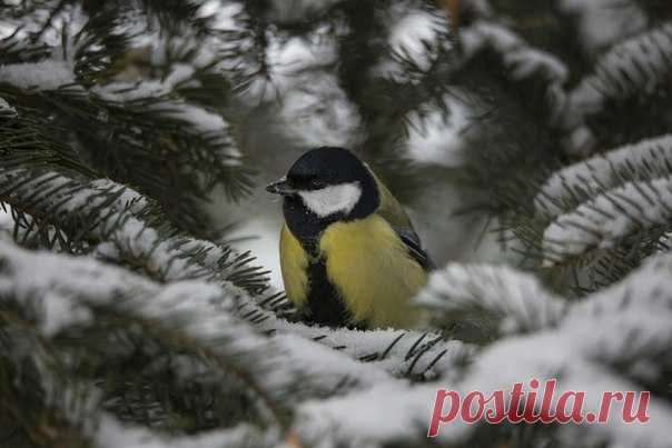 Обыкновенная лазоревка. Автор фото: Игорь Волков.