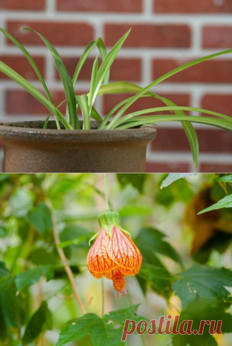 Самые неприхотливые комнатные растения | Наш уютный дом