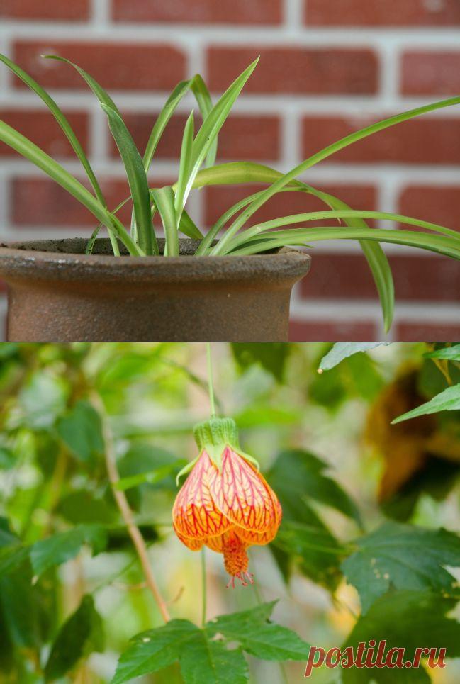 Самые неприхотливые комнатные растения | Наш уютный дом