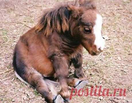 el bebe del Pony.