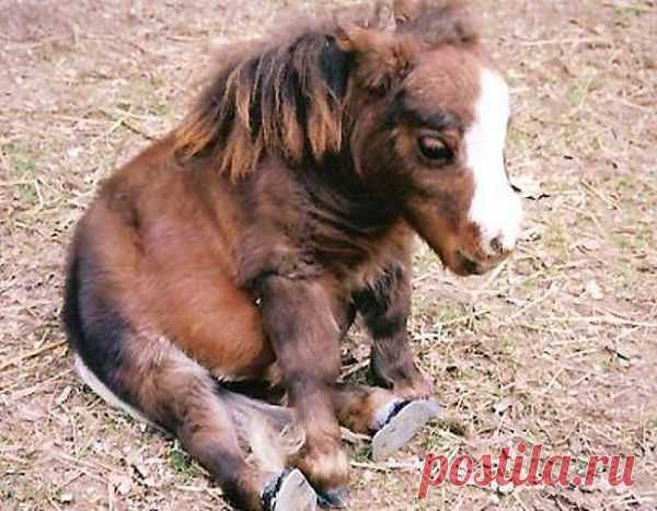 el bebe del Pony.