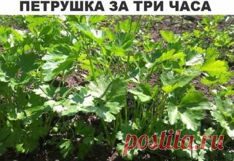 Петрушка за 3 часа 
Большинство дачников знают что петрушка всходит довольно долго.... 
А знаете ли вы, что петрушку можно вырастить буквально в течение 3 часов? Этот рецепт часто использовался как... фокус. 
Размочите семена петрушки в свежем молоке и, трижды посыпав предназначенную для посева землю негашеной и мелкотертой известью, высадите в нее подготовленные семена, землю немного смочите сверху (не проливая глубоко) водой. 
Через 3 часа появятся всходы.  
Запишите - пригодится!!!