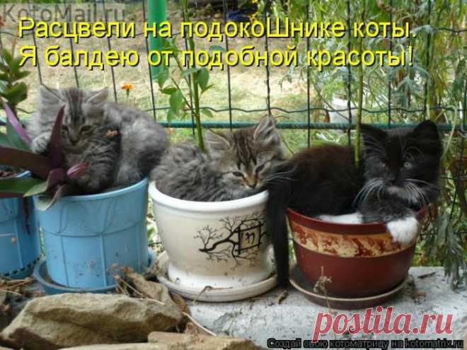 Расцвели | KotoMail.ru